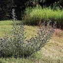 Echium vulgare