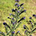 Echium vulgare