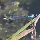 Enallagma geminatum