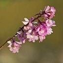 Epidendrum campestre