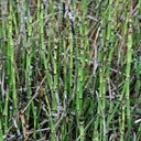 Equisetum praealtum