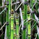 Equisetum praealtum