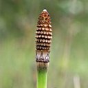 Equisetum praealtum