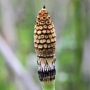 Equisetum praealtum