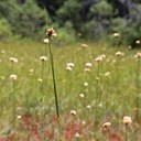 Eriophorum virginicum