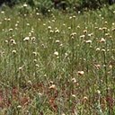 Eriophorum virginicum