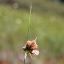 Eriophorum virginicum