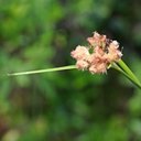 Eriophorum virginicum