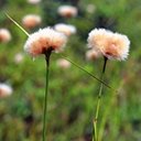 Eriophorum virginicum