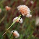 Eriophorum virginicum