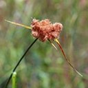 Eriophorum virginicum