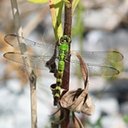 Erythemis simplicicollis