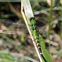 Erythemis simplicicollis