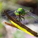 Erythemis simplicicollis