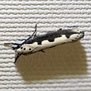 Ethmia bipunctella