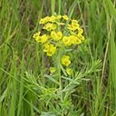 Euphorbia virgata