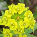 Euphorbia virgata