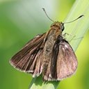 Euphyes vestris