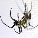Eustala anastera