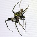 Eustala anastera