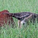 Examples of more advanced adaptations in vertebrates