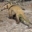 Examples of more advanced adaptations in vertebrates