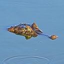 Examples of more advanced adaptations in vertebrates