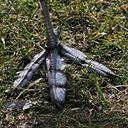 Examples of more advanced adaptations in vertebrates