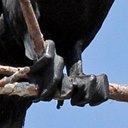 Examples of more advanced adaptations in vertebrates