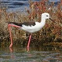 Examples of more advanced adaptations in vertebrates