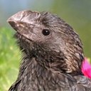 Examples of more advanced adaptations in vertebrates