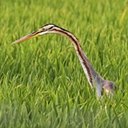 Examples of more advanced adaptations in vertebrates