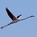 Examples of more advanced adaptations in vertebrates