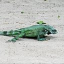 Examples of more advanced adaptations in vertebrates