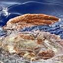 Examples of more advanced adaptations in vertebrates