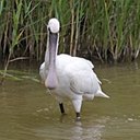 Examples of more advanced adaptations in vertebrates