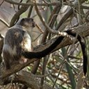 Examples of more advanced adaptations in vertebrates