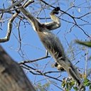 Examples of more advanced adaptations in vertebrates