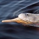 Examples of more advanced adaptations in vertebrates