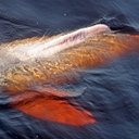 Examples of more advanced adaptations in vertebrates