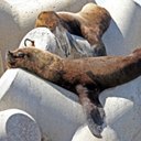 Examples of more advanced adaptations in vertebrates