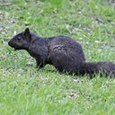 Examples of more advanced adaptations in vertebrates