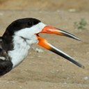 Examples of more advanced adaptations in vertebrates