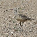 Examples of more advanced adaptations in vertebrates