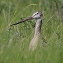 Examples of more advanced adaptations in vertebrates