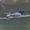 Examples of more advanced adaptations in vertebrates