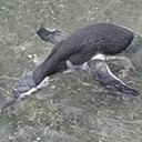 Examples of more advanced adaptations in vertebrates