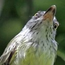 Examples of more advanced adaptations in vertebrates