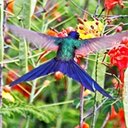 Examples of more advanced adaptations in vertebrates