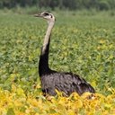 Exemples d'adaptations plus avancées chez les vertébrés